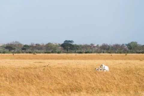 Bone dry Stock Photos