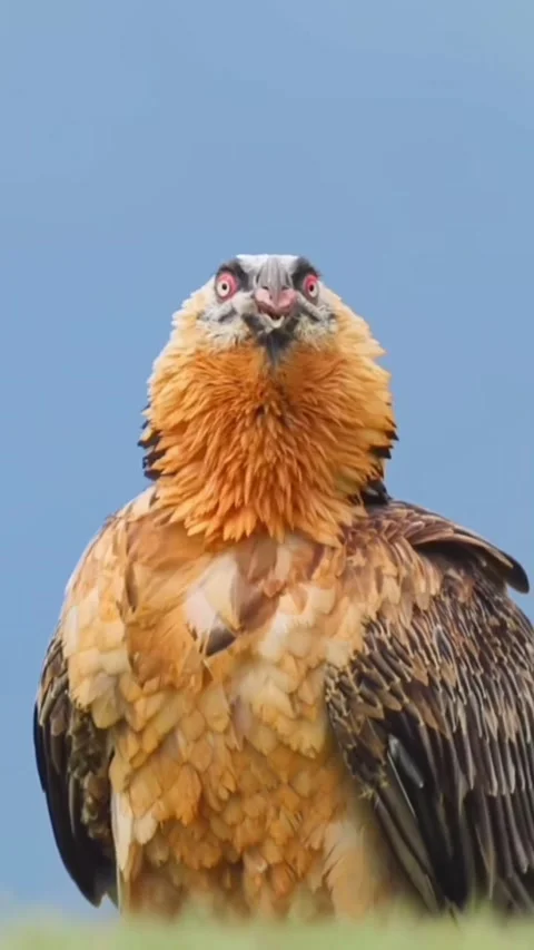 Bone-eating bird Stock Footage 319384369