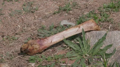 The bone Stock Footage 167558303