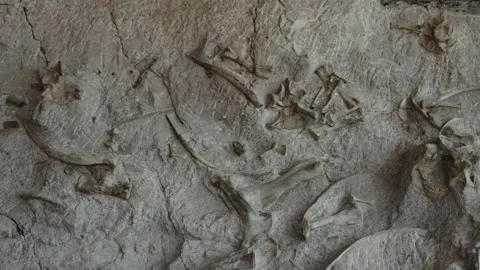 Bone fossils embedded in rock at Dinosaur National Monument / Vernal, Utah, Vidéo 158765170