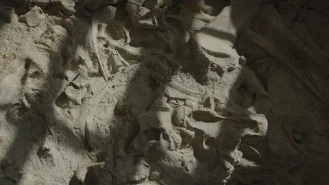 Bone fossils embedded in rock at Dinosaur National Monument / Vernal, Utah, Vidéo 158765197
