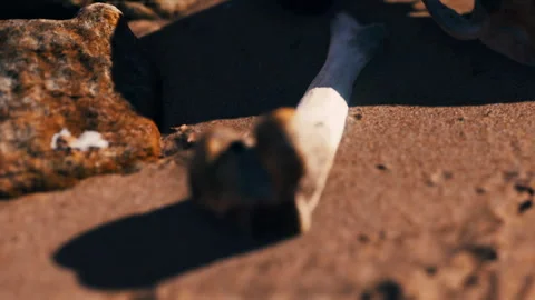 Bone found on the beach during low tide near rocky shoreline in midday sunlight Stock Footage 339470093