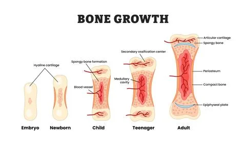Bone growth stages progress process development, educational medical poster.. Stock Illustration