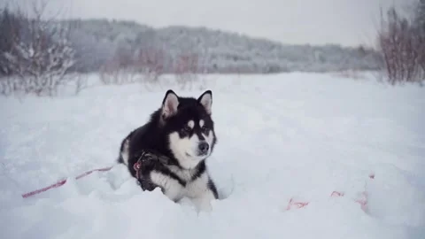 A Bone Has Been Tossed to an Alaskan Malamute in Deep Snow - Static Shot Stock Footage 266251184