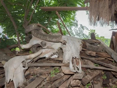 Bone head of cattle dead on a pile of wood. Stock Photos