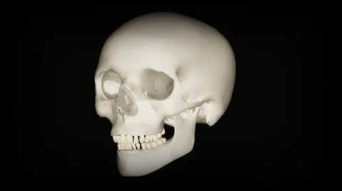 Bone Head rotate on black screen Vidéo 41660667