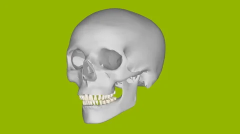 Bone Head rotate on green screen 스톡 동영상 41660508