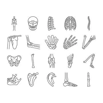 Bone Human Skeleton Structure Icons Set Vector Stock Illustration