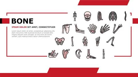 Bone Human Skeleton Structure Landing Header Vector Stock Illustration