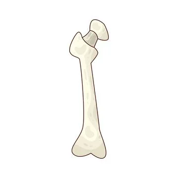Bone illustration Stock Illustration