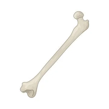 Bone illustration Stock Illustration