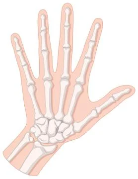 Bone inside the human hand Illustrazione stock