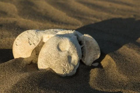 Bone joint Stock Photos