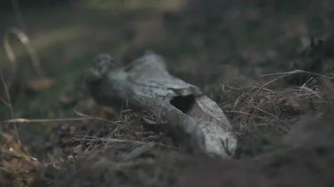 The bone lies on the ground in the grass Stockbeeldmateriaal 152979127