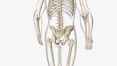 Bone Marrow Location, Hip bone Vidéo 244667146