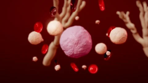 Bone marrow stem cells producing blood cells loop Video stock 343188588