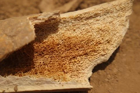 Bone marrow trabecular structure macro shot from camel used in medical anatomy Stock Photos
