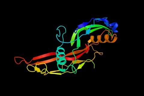 Bone morphogenetic protein 6, a protein able to induce all osteogenic marke.. Stock Illustration