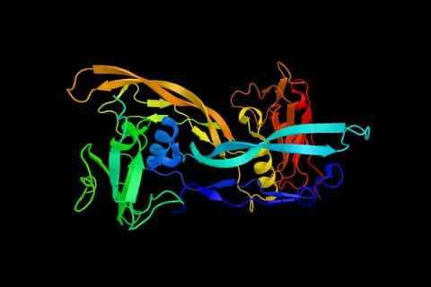 The bone morphogenetic protein receptor, type IA also known as BMPR1A, a pr.. Stock Illustration
