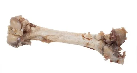 Bone Stock Photos