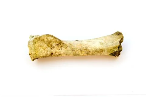 The  bone from a pig on white. Stock Photos