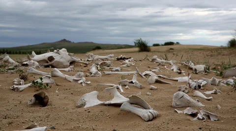 Bone pile in Mongolian desert Stock Footage 33075217