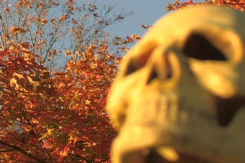 BONE RACK Stock Footage 98459