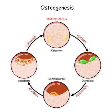 Bone remodeling. Describe a process of Ossification. Stock Illustration