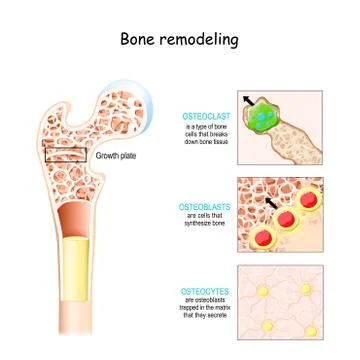 Bone remodeling process. Osteoblast, osteoclast, and osteocyte. Illustrazione stock