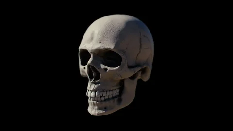 Bone Skull Stock Footage 113929558