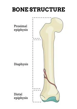 Bone structure. Biology educational poster design. Scheme of human bone anatomy Stock Illustration