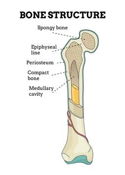 Bone structure. Biology educational poster design. Scheme of human bone anatomy Stock Illustration