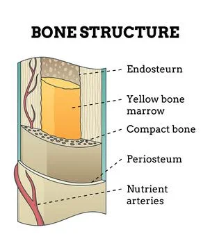 Bone structure. Biology educational poster design. Scheme of human bone anatomy Stock Illustration