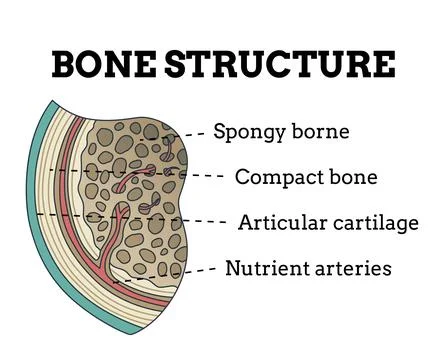 Bone structure. Biology educational poster design. Scheme of human bone anatomy Illustrazione stock