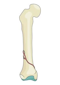 Bone structure. Biology educational poster design. Scheme of human bone anatomy Stock Illustration