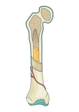 Bone structure. Biology educational poster design. Scheme of human bone anatomy Stock Illustration