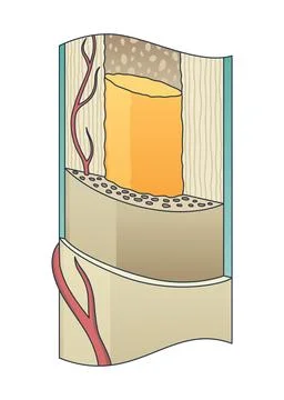 Bone structure. Biology educational poster design. Scheme of human bone anatomy Stock Illustration
