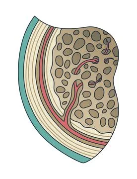Bone structure. Biology educational poster design. Scheme of human bone anatomy Stock Illustration
