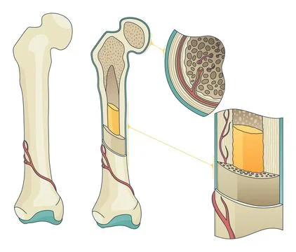 Bone structure. Biology educational poster design. Scheme of human bone anatomy 스톡 일러스트