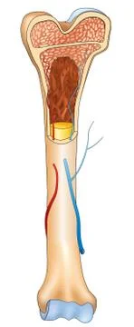 Bone structure details. Human anatomy medical sign Stock Illustration