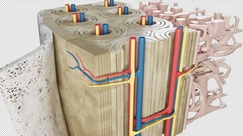 Bone Structure Video stock 290861672