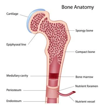 Bone structure Stock Illustration
