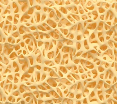 Bone structure Stock Illustration