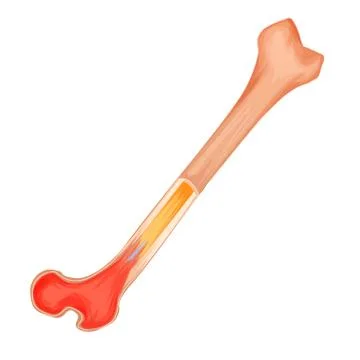 Bone structure medicine vector illustration. Isolated and transparated Stock Illustration