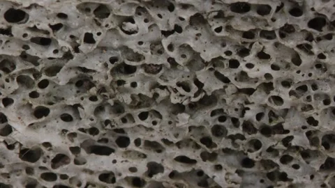 Bone structure with pores in cross-section Stock Footage 337641225