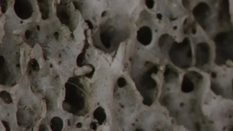 Bone structure with pores in cross-section Stock Footage 337641226