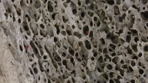 Bone structure with pores in cross-section Stock Footage 337641289