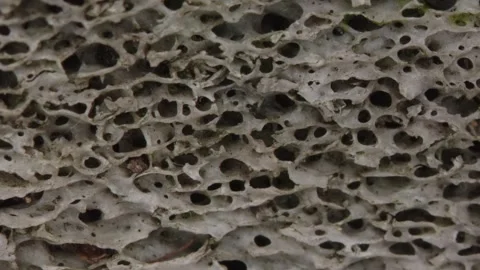 Bone structure with pores in cross-section Stock Footage 337641338