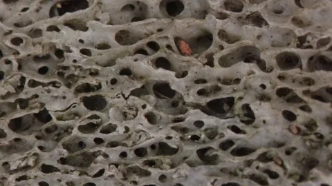 Bone structure with pores in cross-section Stock Footage 337841153