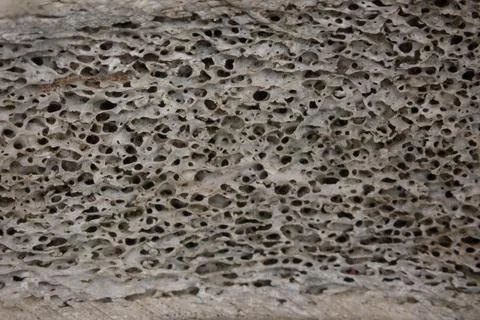Bone structure with pores in cross-section Stock Photos